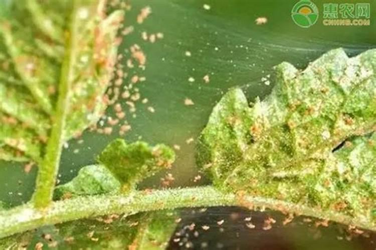 富士苹果落花后如何打药