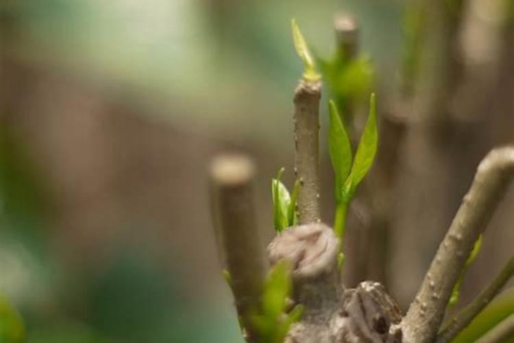 腐烂的木头可以用来养兰花或者其他花卉植物吗？