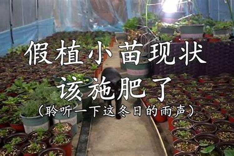 牡丹花可以喷叶面肥吗 注意事项有哪些