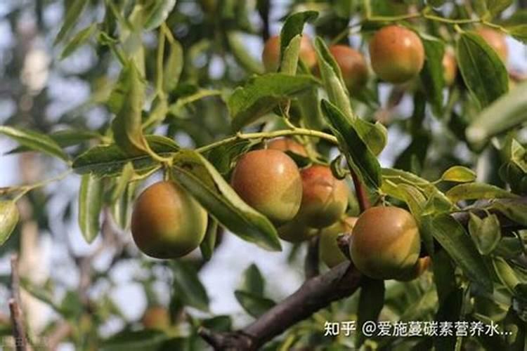 枣树上使用哪些叶面肥料效果比较好？