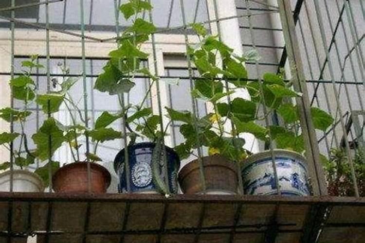 施肥后杜鹃花叶子干了怎么办