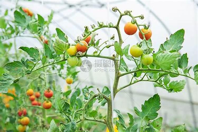 番茄果小怎么才能使其膨大