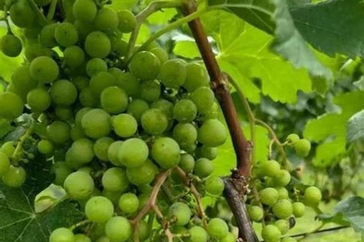 葡萄开花前用什么肥好