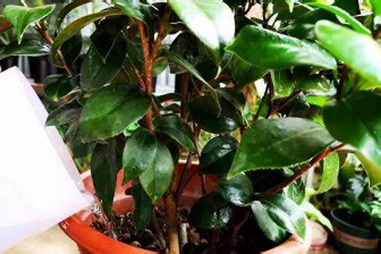 荔枝苗的种植方法