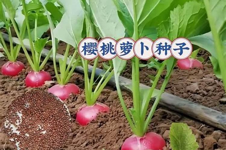 樱桃萝卜有哪些高产种植技巧 樱桃萝卜种植施肥技巧