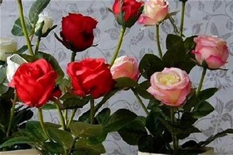 玫瑰花怎么养才不会枯萎