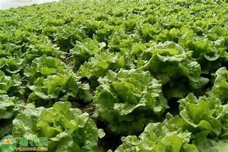 生菜叶片增厚用什么叶面肥
