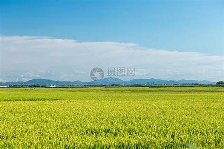 东北水稻施肥量