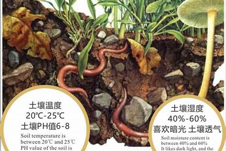 养多肉常用的3种肥料