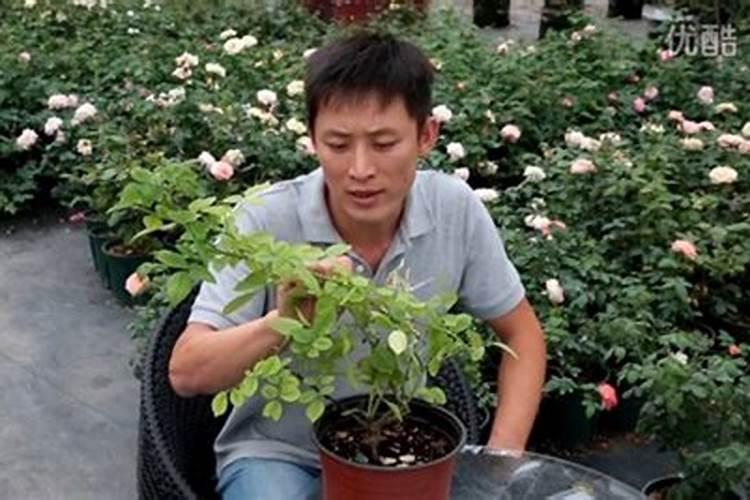 月季夏季施肥时间和方法