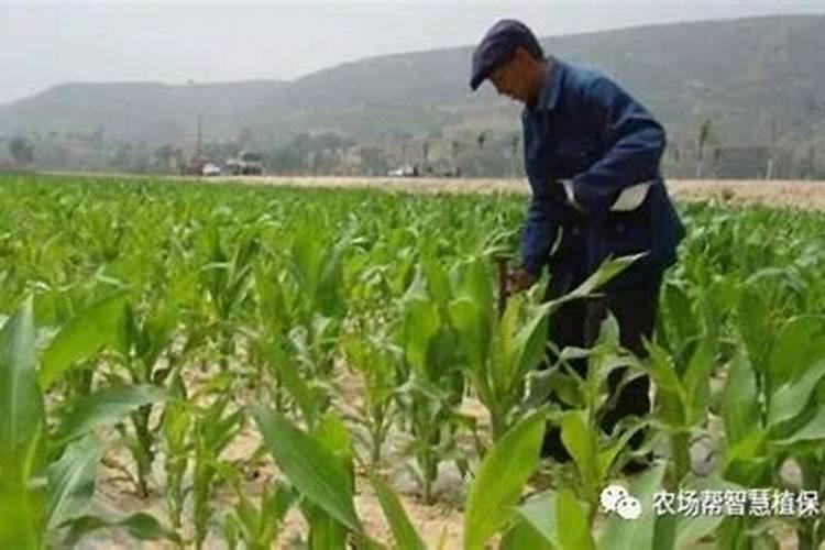 玉米出穗后施什么肥好