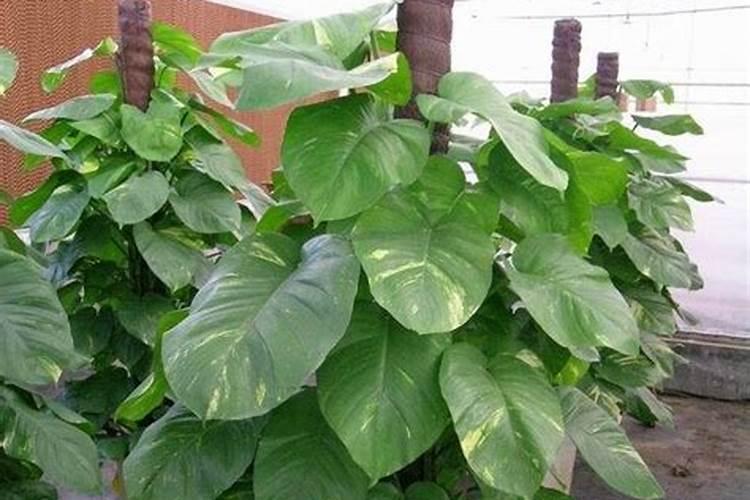 大豆开花期间能否喷施叶面肥,比如尿素加磷酸二氢钾加氨基酸叶面肥等。也...