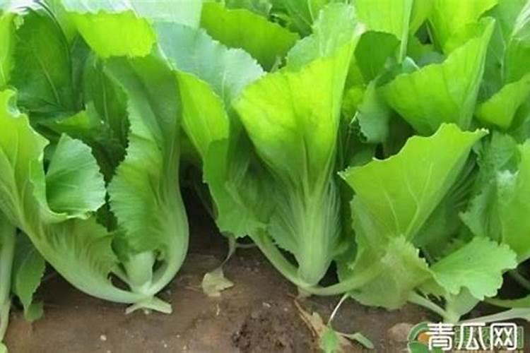 大叶芥菜的栽培技术要点 大叶芥菜怎么种植
