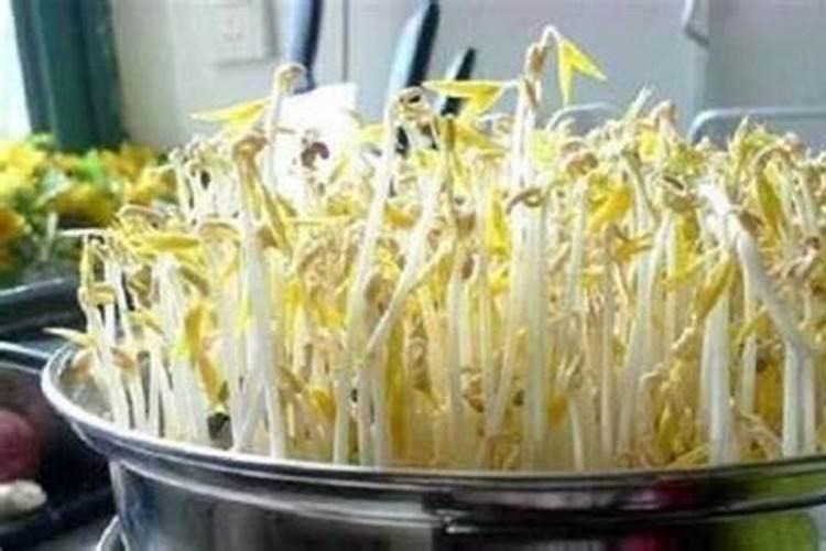 绿豆发芽了,怎么种？