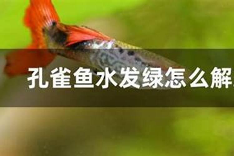 水煮鱼有哪些营养价值？
