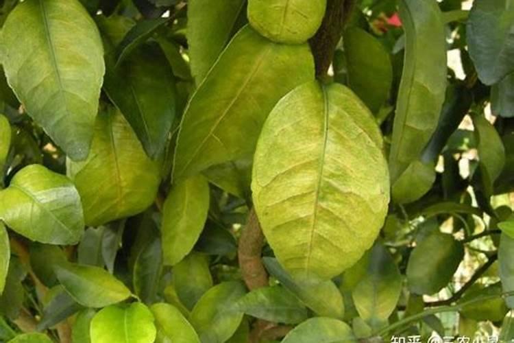 李子树今年开花没坐果,缺什么？