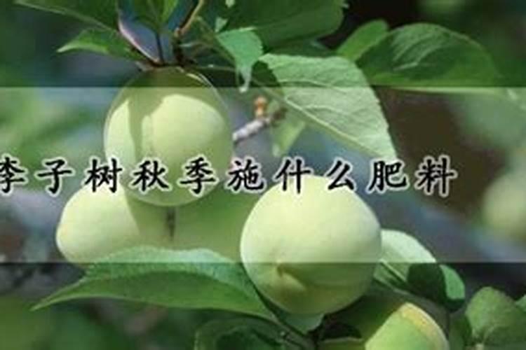 李子树施肥最佳时间