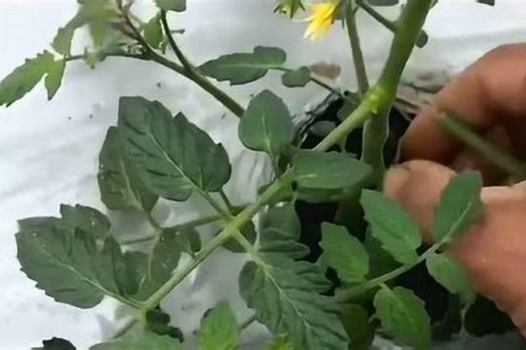 我想问一下,番茄怎么施肥才会有效果啊？