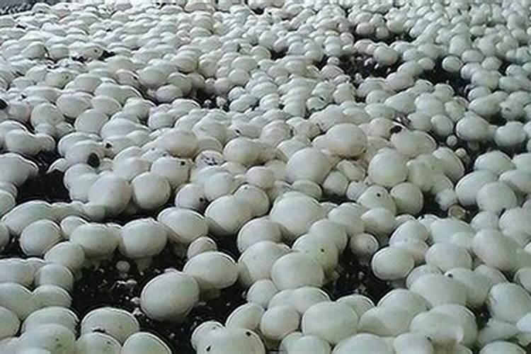 双孢菇一亩地能产多少斤