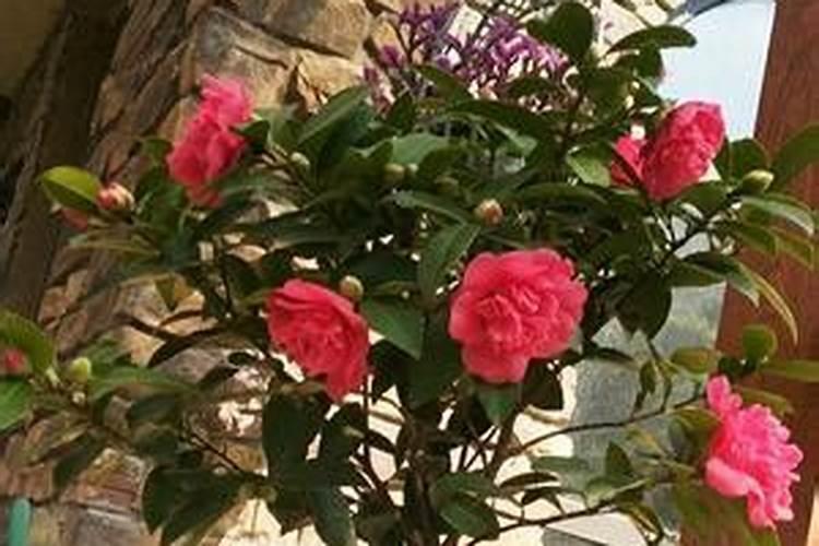 茶花用什么肥料好,茶花的四季施肥方法
