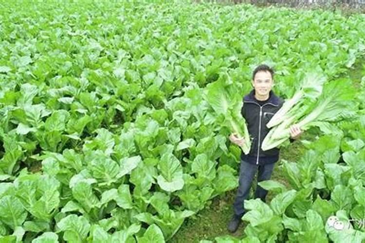 叶用芥菜种植技术是怎样的？如何进行科学施肥呢？