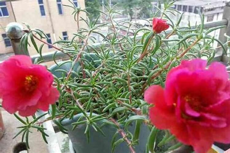 太阳花只长叶子不开花原因及处理方法