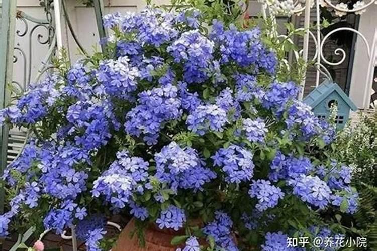 太阳花为何只长叶不开花