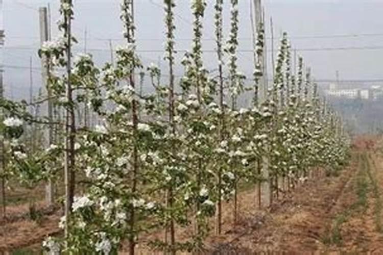 苹果盆栽如何进行水肥管理 苹果盆栽水肥管理方法