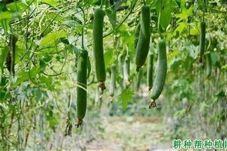 叶面肥原料性质有哪些？ 老菜棚里的秋彩椒轮作春丝瓜