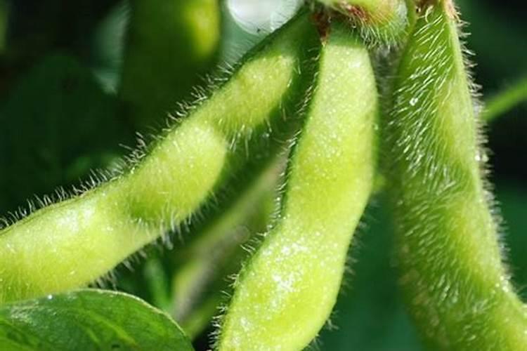 南方黑豆是几月份种植 黑豆种植方法及种植时间