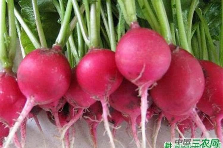 樱桃萝卜的播种时间 有哪些种植方法