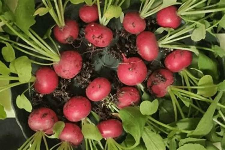 樱桃萝卜除了浇水还有什么