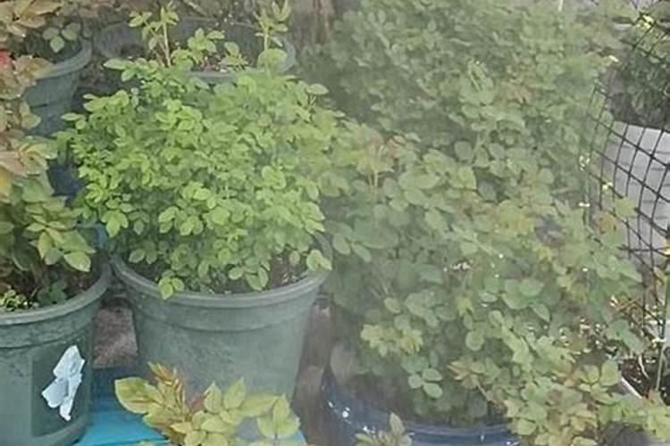 月季花可以用磷酸二氢钾肥吗(盆栽月季施什么肥最好)