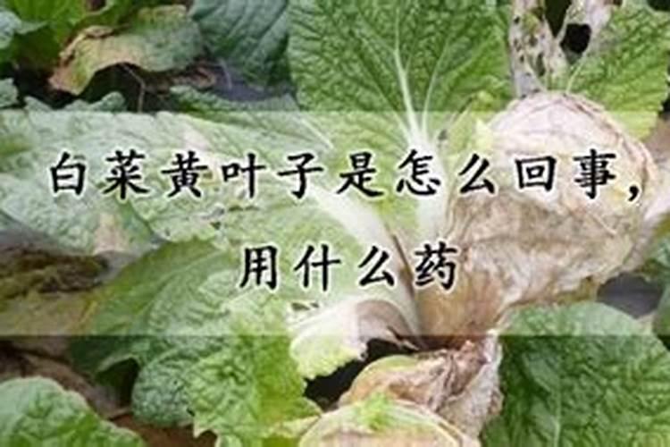 江西叶面肥木醋液