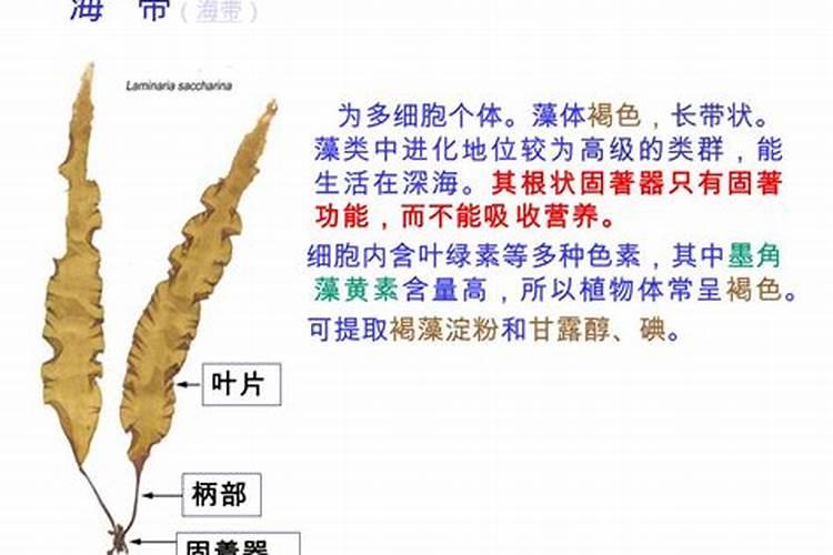 快宝叶面肥与凯普克对比