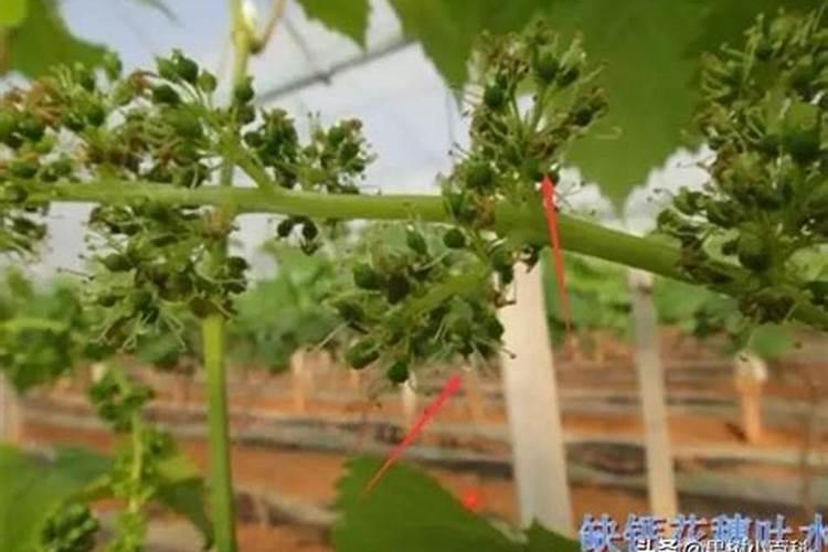 葡萄用什么肥料好