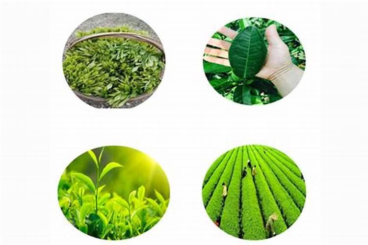 功能性茶叶——富硒六安瓜片以及其功效