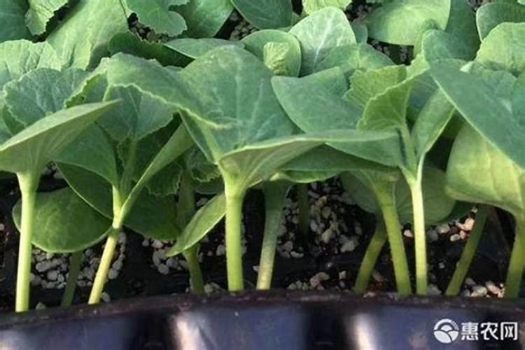 南瓜需要施什么肥料(一般种植南瓜什么时候施肥方法)