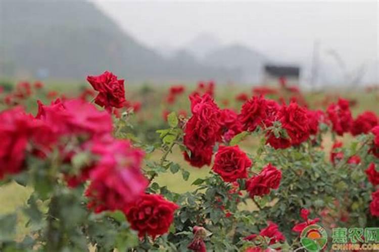磷肥,种芍药花当底肥用伤根吗？