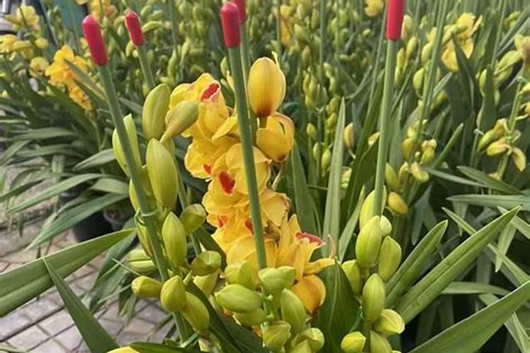 大花惠兰的养植方法
