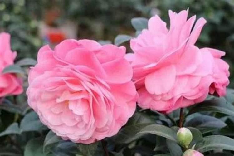 茶花开花时能施肥吗