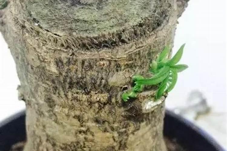 发财树用什么肥料最好