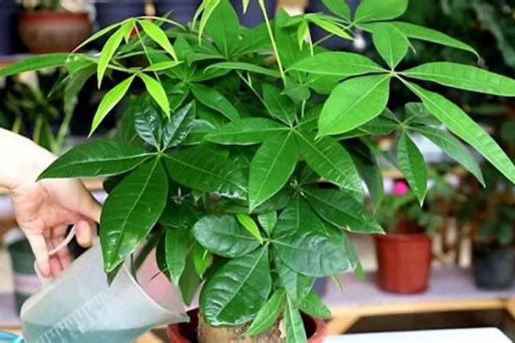 发财树浇什么肥最好