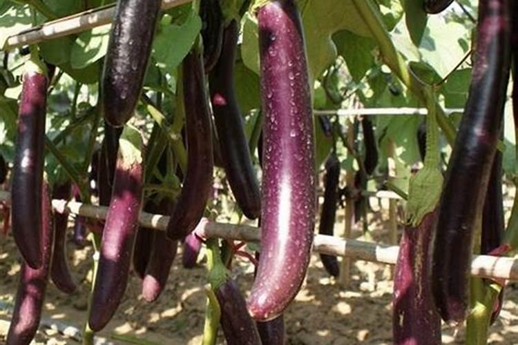 大棚种植茄子需要什么肥料
