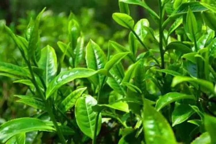 茶叶叶面肥催芽肥的正确使用