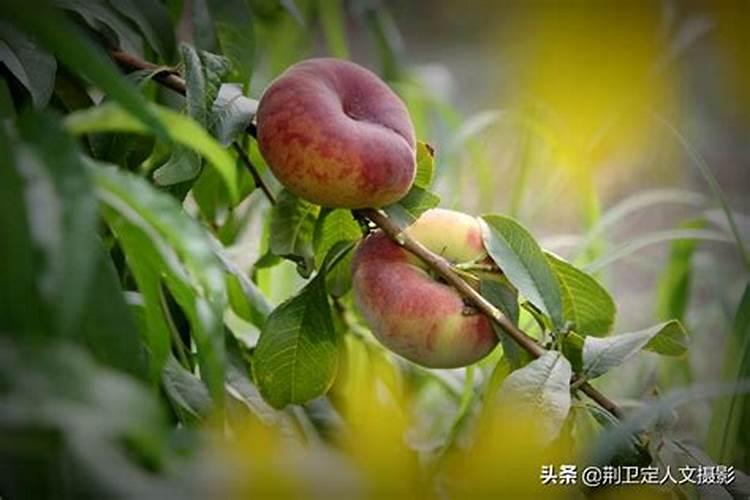 桃树施什么肥料桃子甜 如何施肥效果好