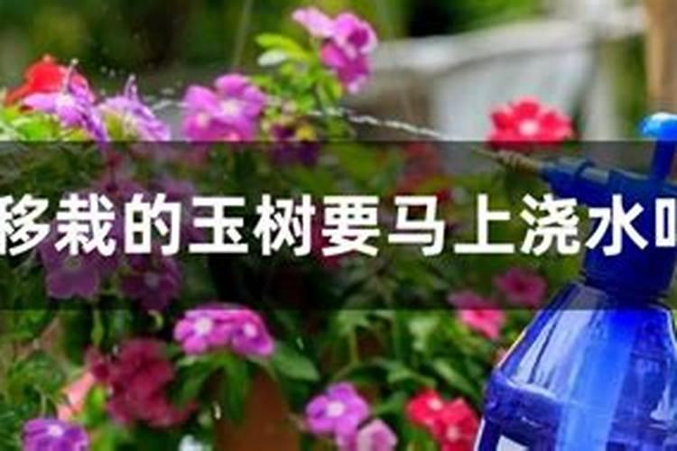 红薯苗移栽前方法