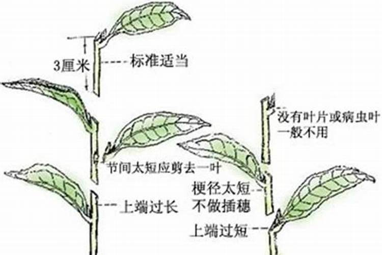 刺嫩芽水插的方法是怎样的？