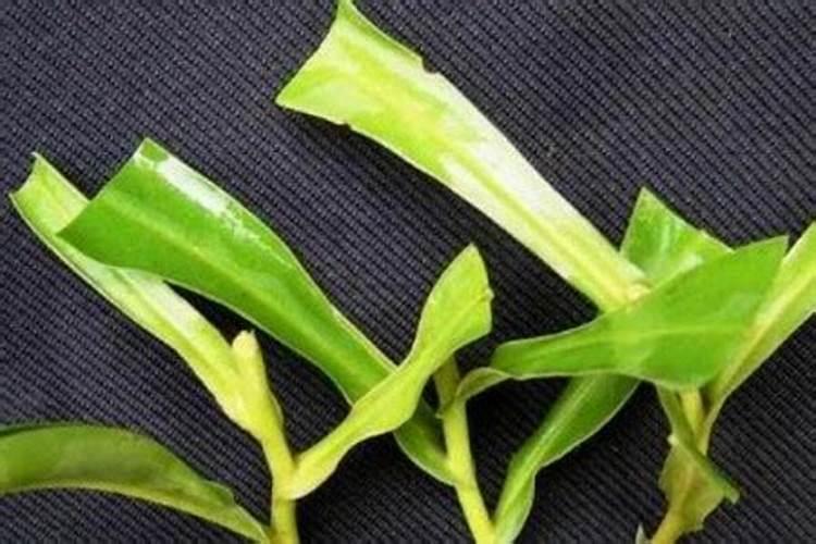 请问扦插的时候,给叶面喷施点叶面肥,可否促进成活？抑或更容易死？