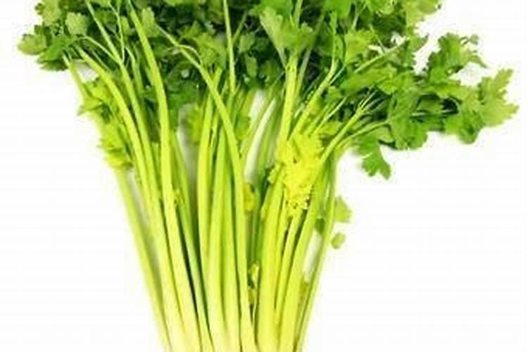 芹菜如何种植？